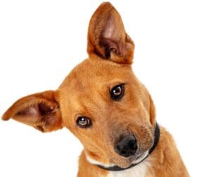 Dogs and Homeowners Insurance